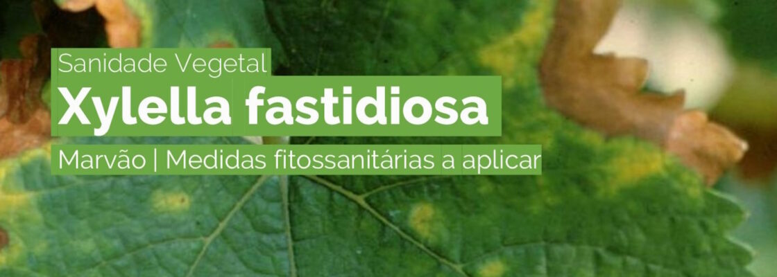 (Português) DGAV atualiza zona demarcada para Xylella fastidiosa e medidas fitossanitárias a ap...